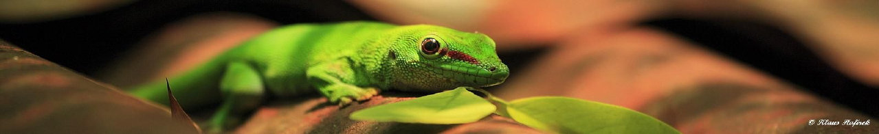 klaus_naturfoto001012.jpg