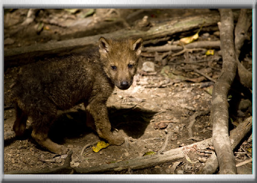 klaus_naturfoto002002.jpg