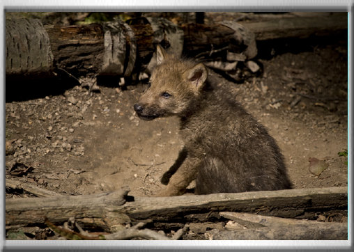 klaus_naturfoto002003.jpg