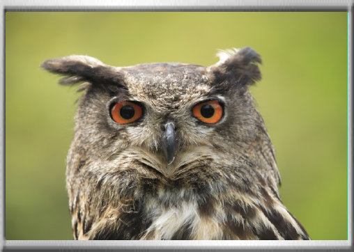 klaus_naturfoto003004.jpg