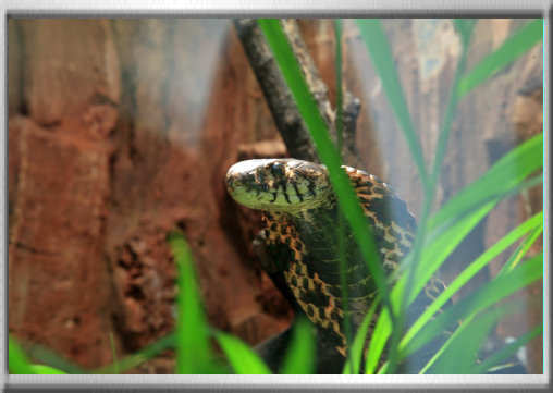 klaus_naturfoto005001.jpg