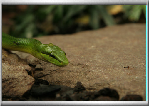 klaus_naturfoto005002.jpg