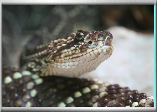 klaus_naturfoto005003.jpg