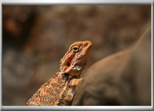 klaus_naturfoto006001.jpg