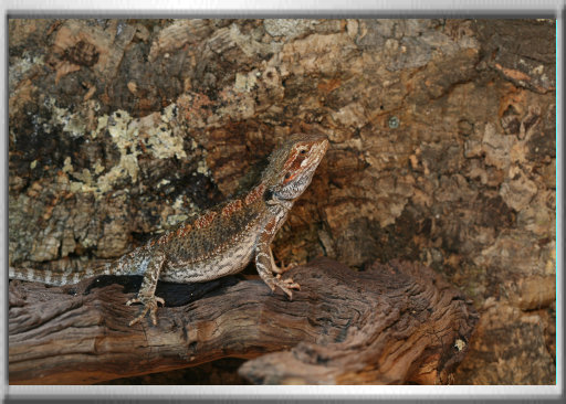 klaus_naturfoto006002.jpg